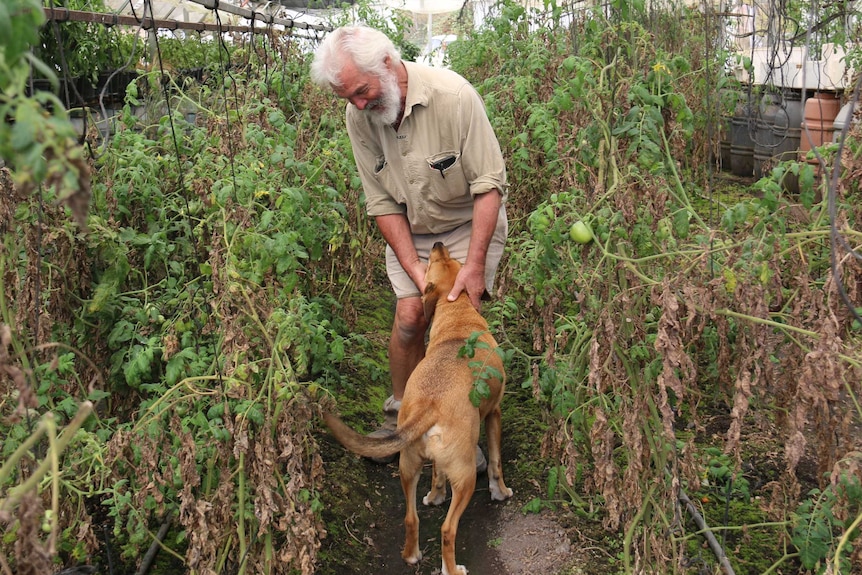 A farmer and his dog play among tall green shoots of tomato plants.
