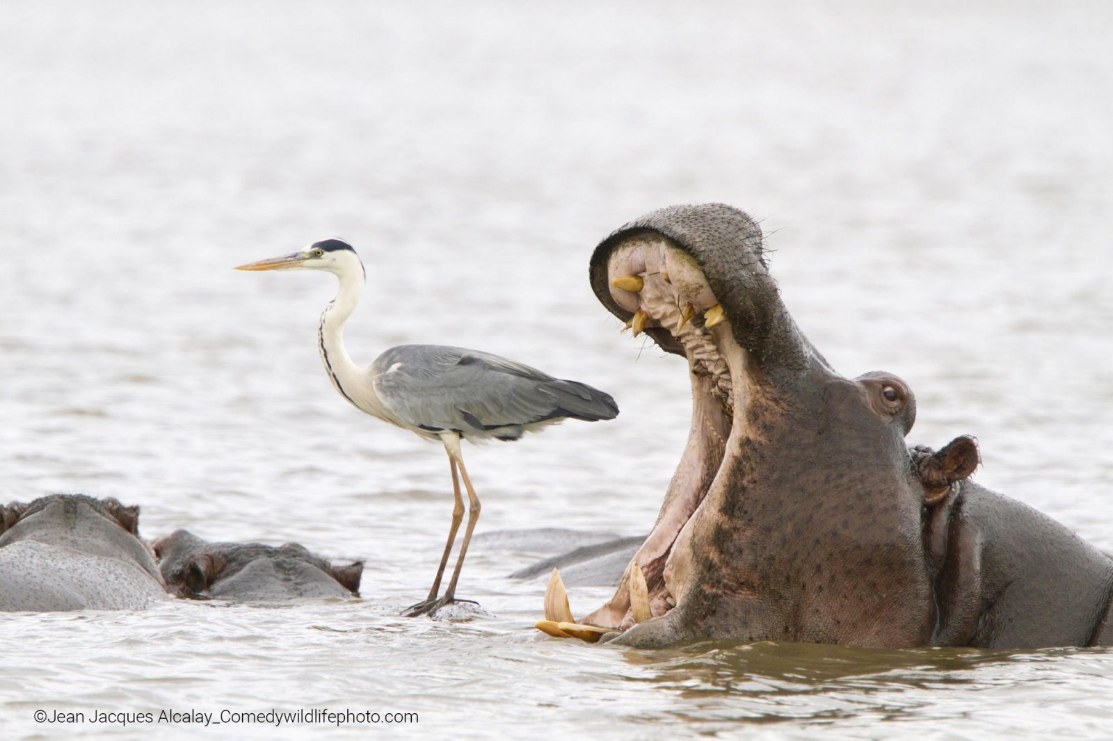 Hippo yawning mouth opened wide next to a heron standing on the back of another hippo.