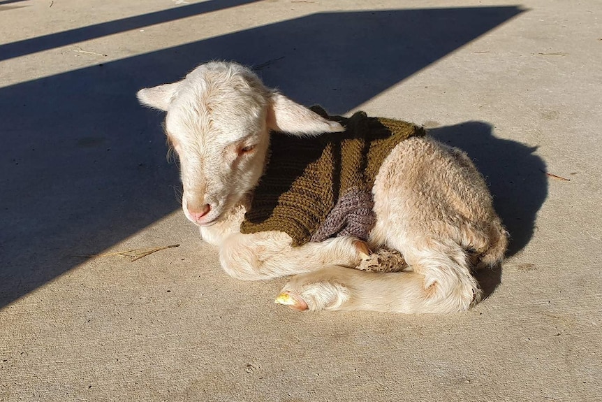 A sheep with a wooly jumper on at Homebush farm, north-west of Stanthorpe.