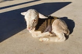 A sheep with a wooly jumper on at Homebush farm, north-west of Stanthorpe.