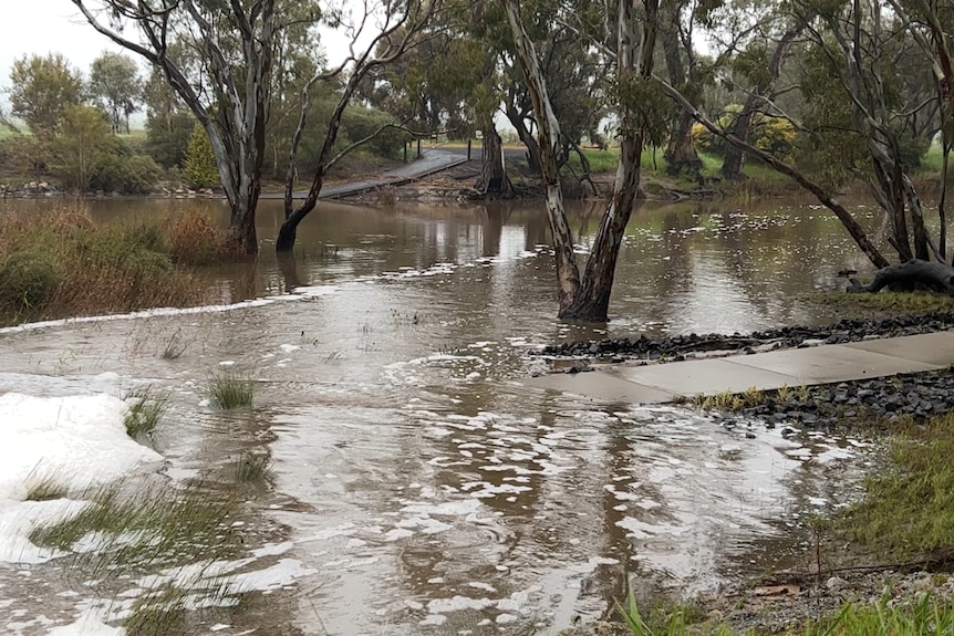 water with white foam laps at boardwalk and footpath. bases of gum trees submerged