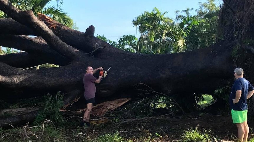 Two men approach a huge fallen tree with a tiny chainsaw.