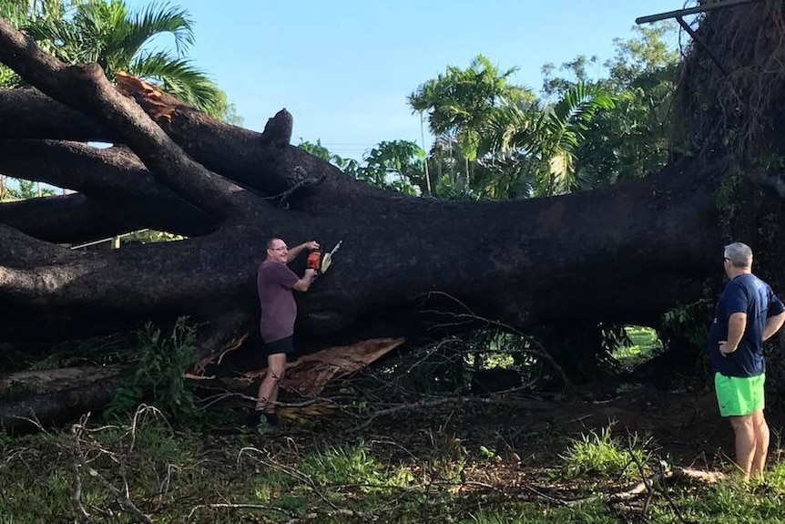Two men approach a huge fallen tree with a tiny chainsaw.