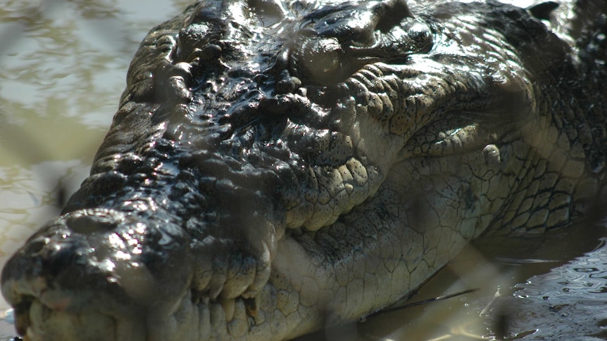Crocodile caught in a trap in north Queensland