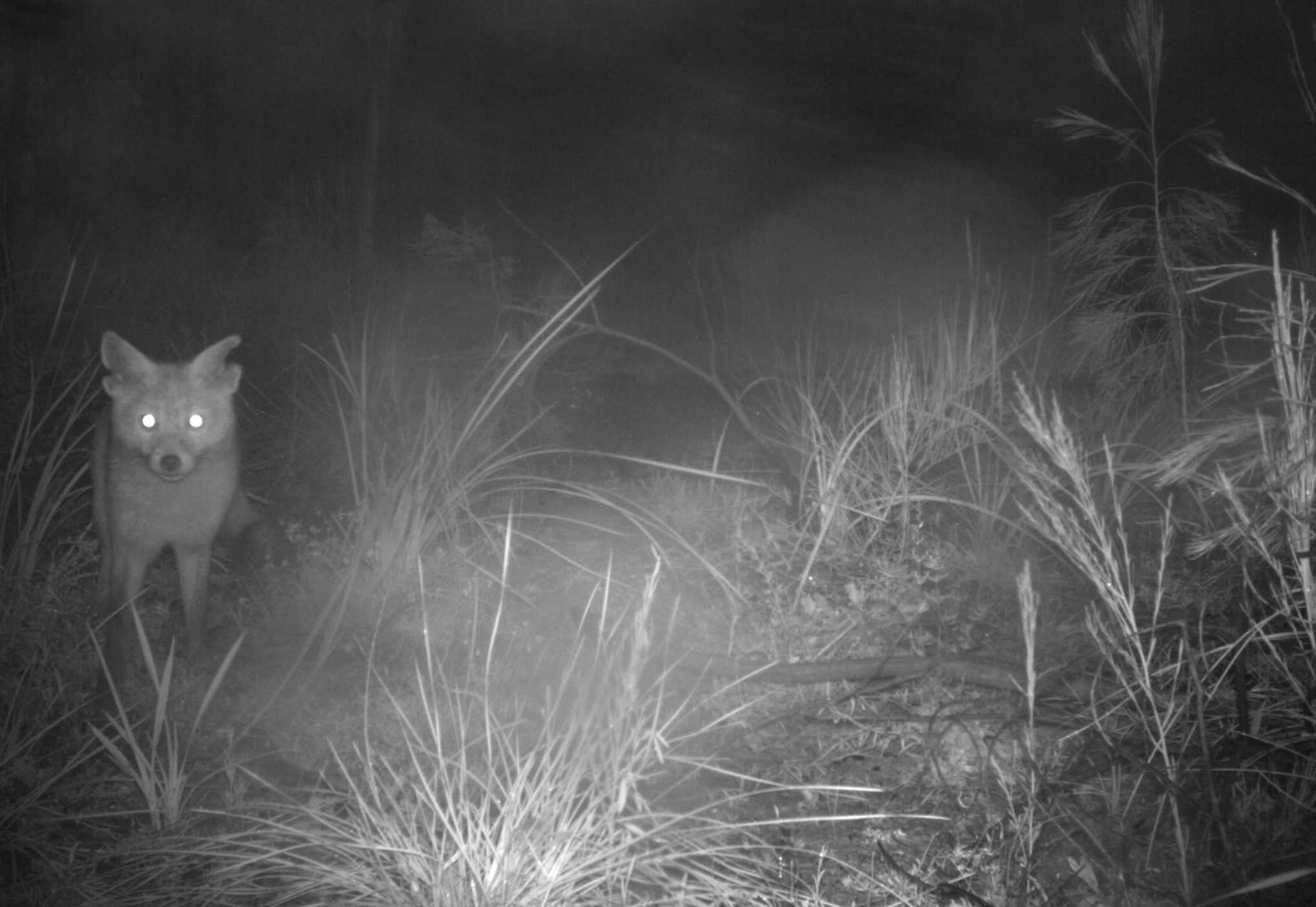 A fox stands beady eyed looking directly at the a trail camera set up to catch its movements.