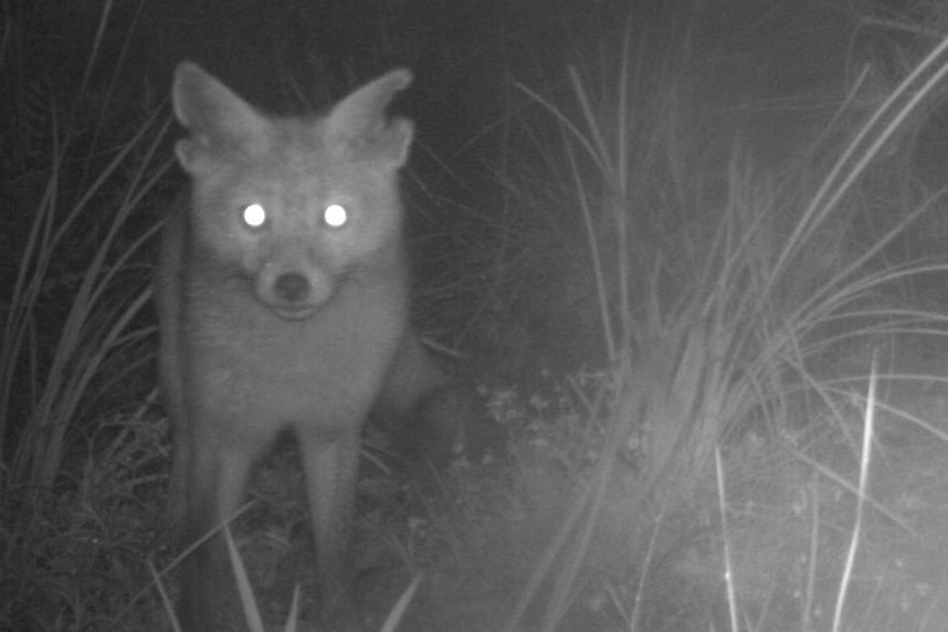 A fox stands beady eyed looking directly at the a trail camera set up to catch its movements.