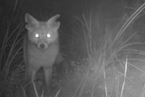 A fox stands beady eyed looking directly at the a trail camera set up to catch its movements.