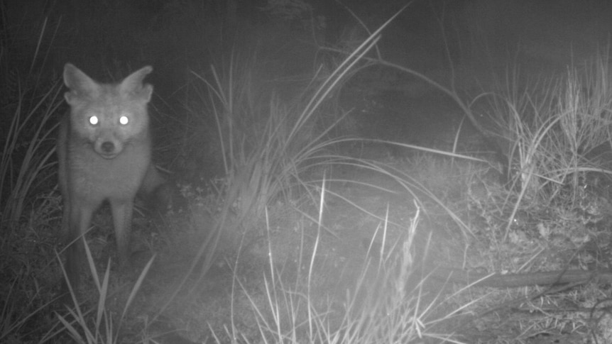 A fox stands beady eyed looking directly at the a trail camera set up to catch its movements.