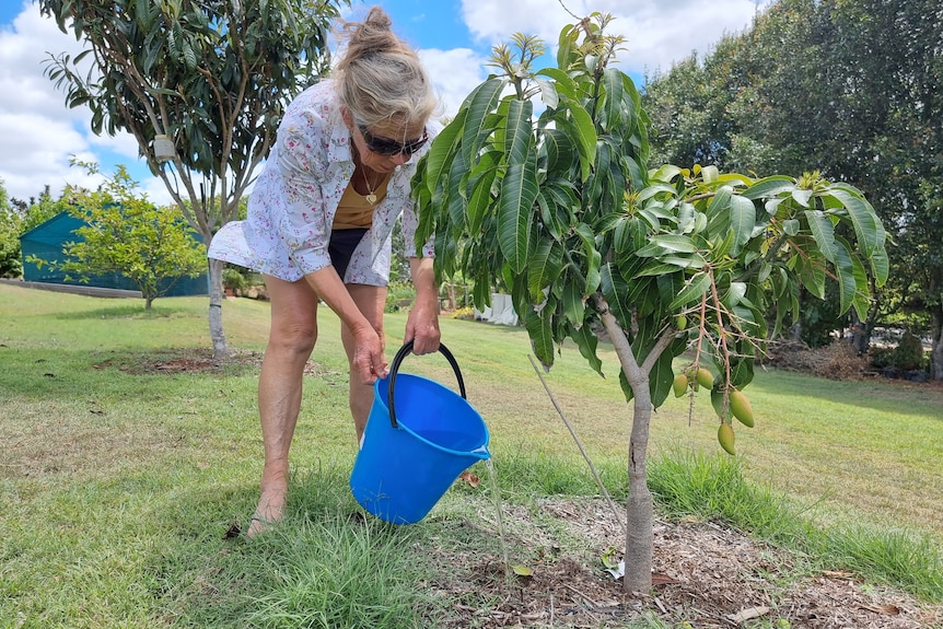A woman waters a fruit tree using a bucket 