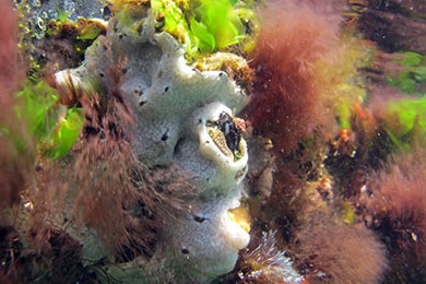The marine pest, Didemnum perlucidum, is also known as the white colonial sea squirt.