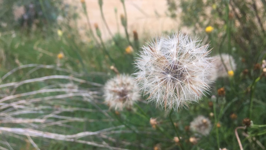 A close-up of a dandelion surrounded by weeds.