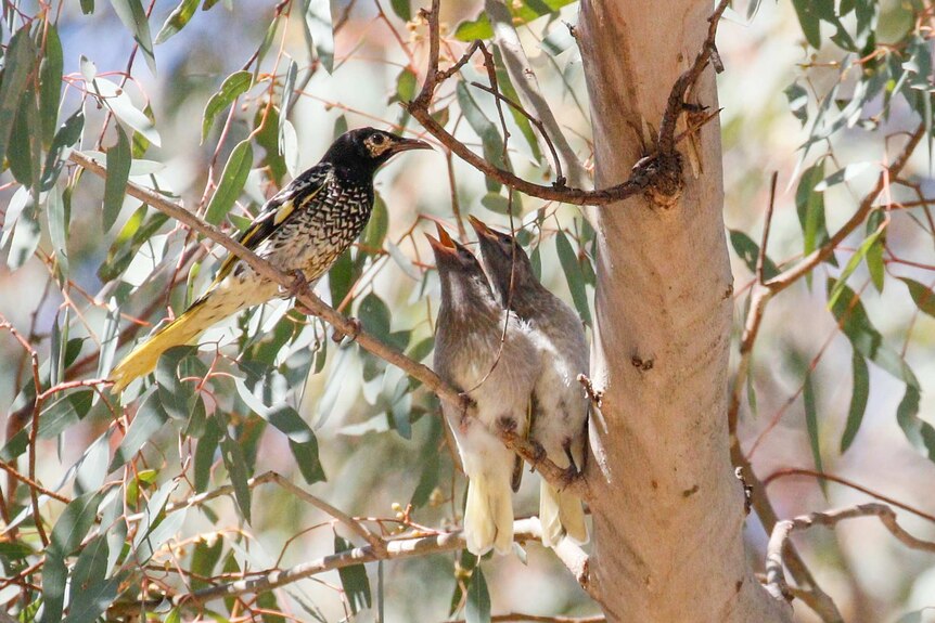 A medium-sized black and yellow bird sitting in a gum tree next to two grey fluffy chicks.