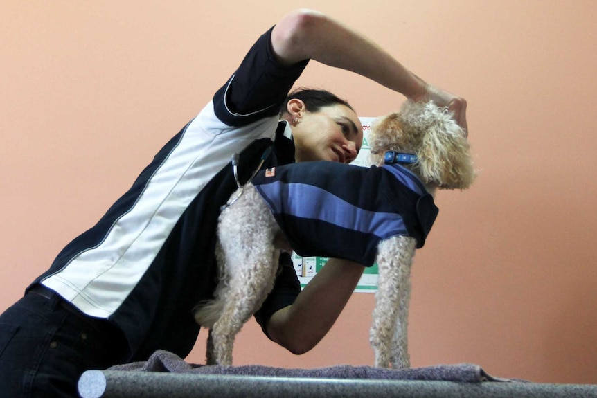 Vet working with a dog and a owner looking on