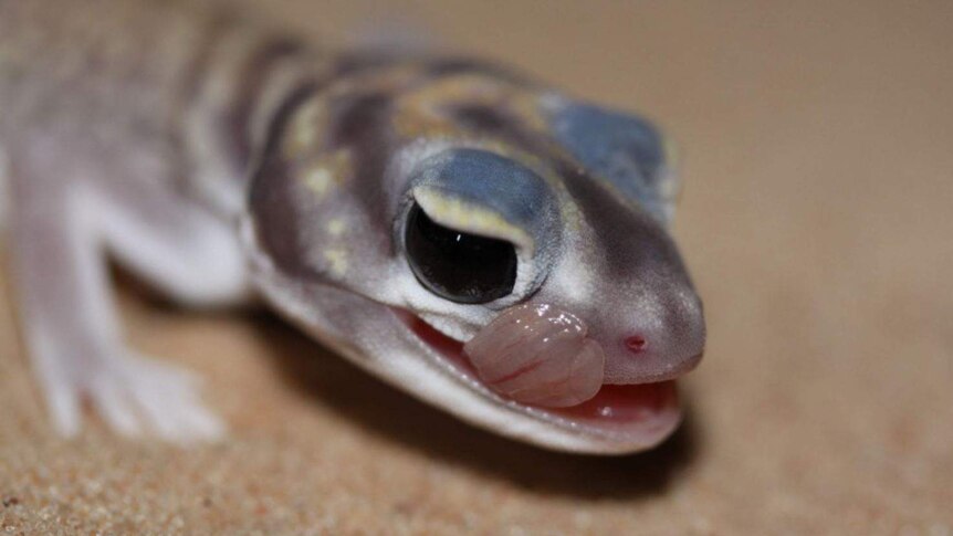 The knob-tailed gecko is an exception to the rule and its population increases after a fire.