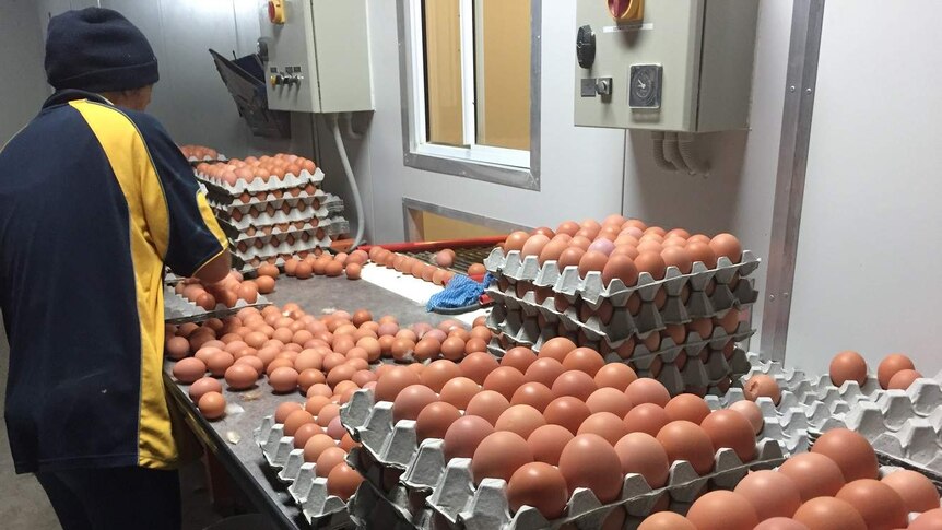 A woman packs brown eggs rolling in from the barn into large trays stacked high