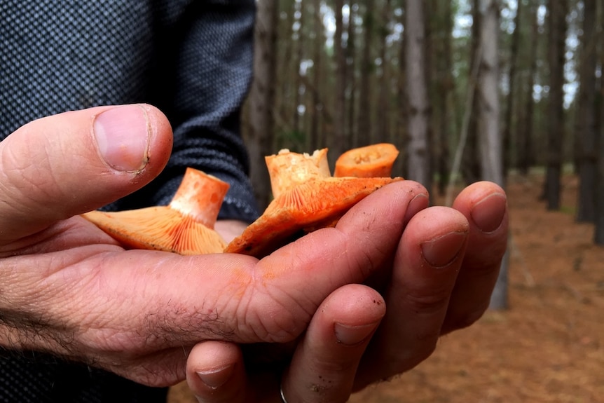 A man's hand holding wild mushrooms