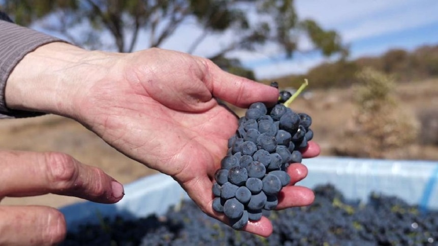 Hands holding a bunch of grapes with a bin of grapes in the background.