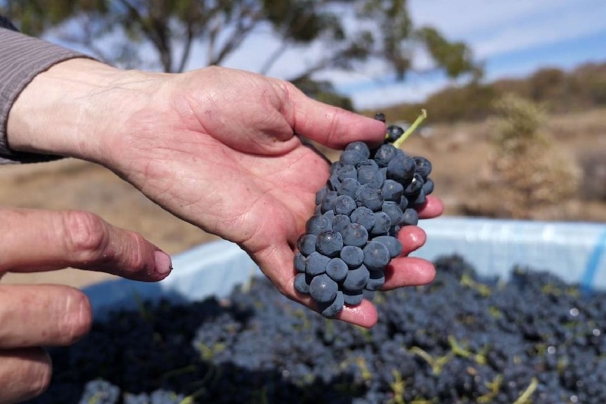 Hands holding a bunch of grapes with a bin of grapes in the background