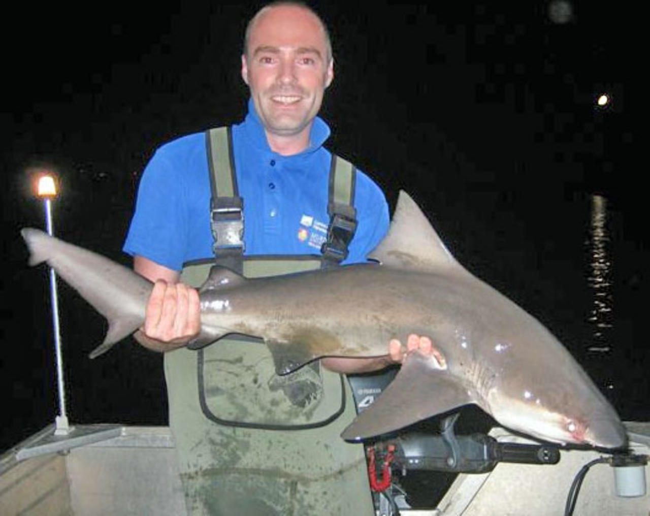 Bull sharks found in the Swan River - ABC News