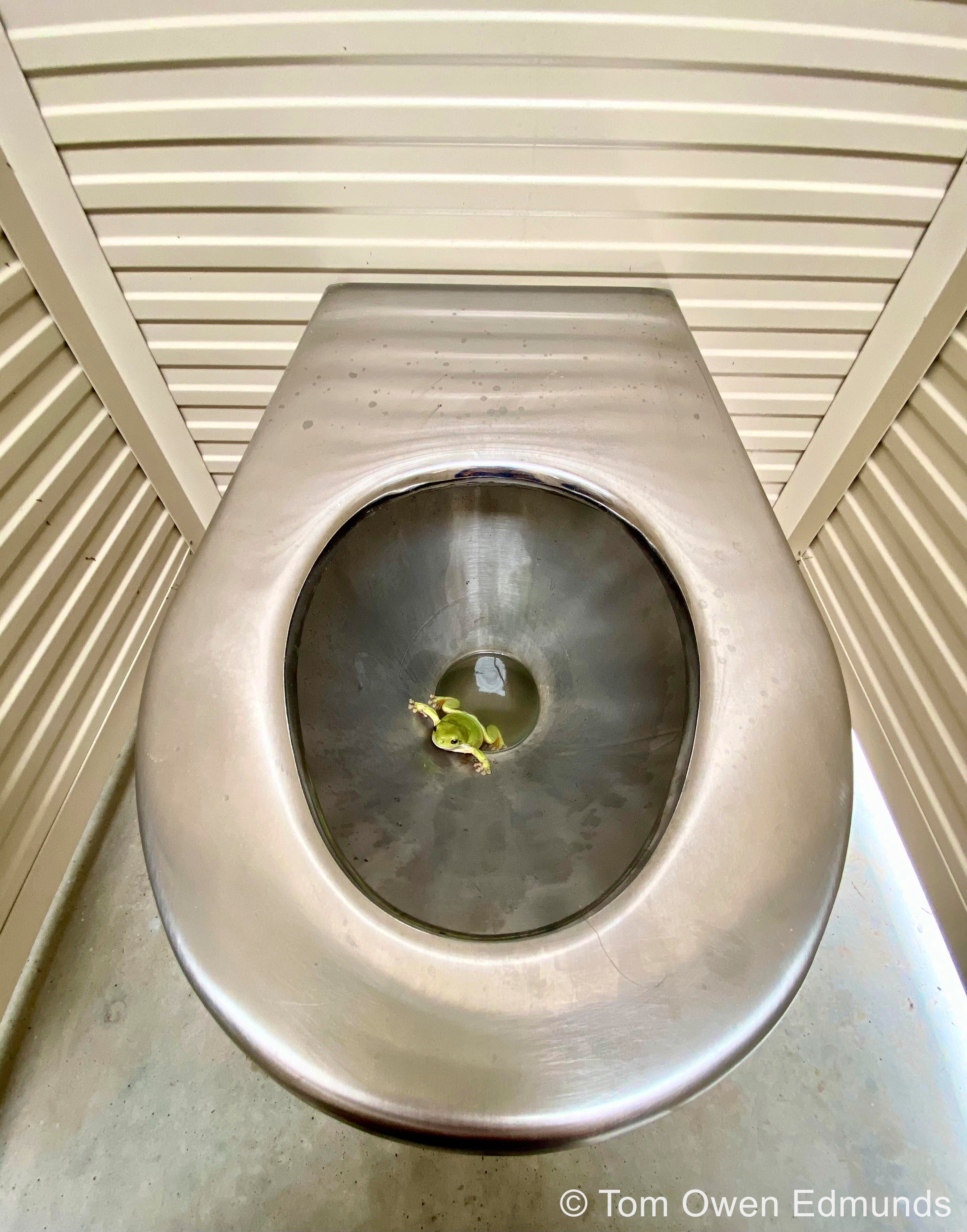 A silver public toilet with a green tree frog in it