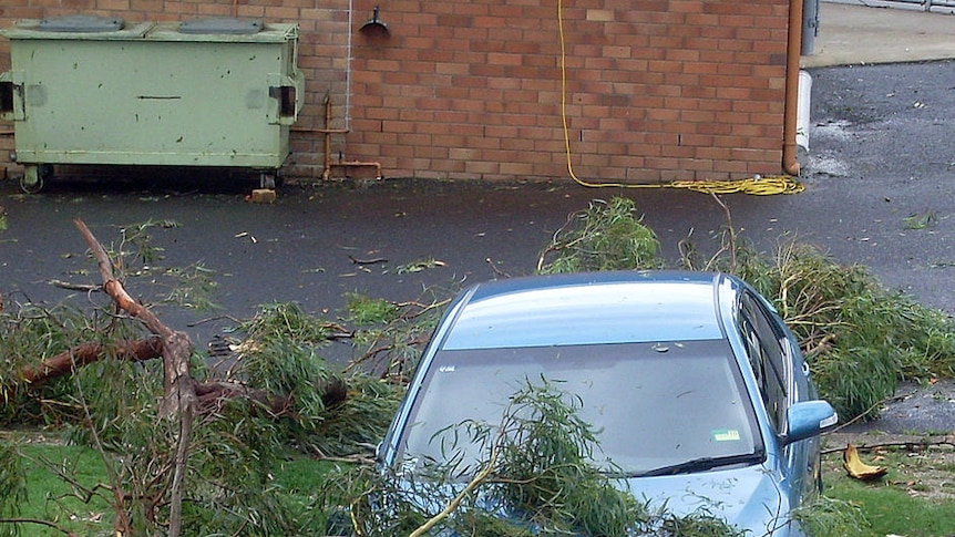 A fallen tree lands on a car during Queensland's storms