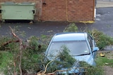 A fallen tree lands on a car during Queensland's storms