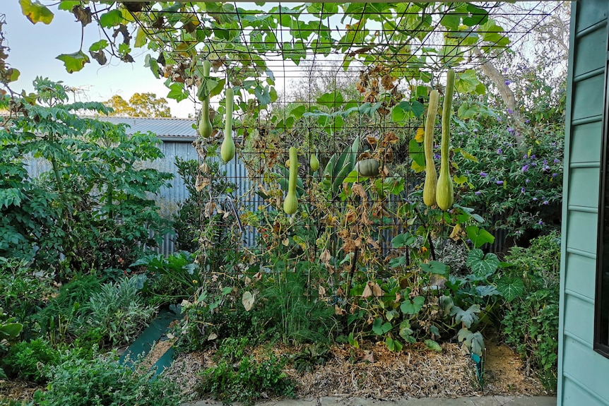End of summer outlook with plenty of food growing to shade a rental house.