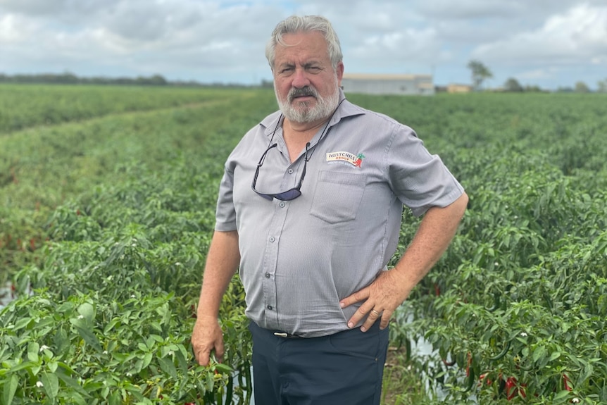 Farmer standing in the middle of his chill crops staring at the camera 