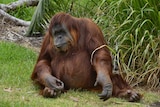 Karta the orangutan