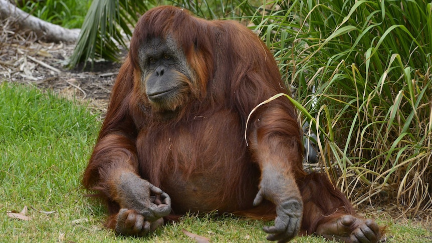 Karta the orangutan
