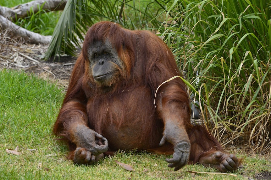 Орангутанг фото животного в полный Орангутанг фото животного в полный