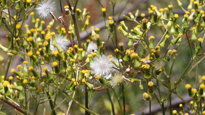 A close-up shot of some yellow flowers.