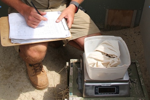 Bandicoots being weighed as part of Werribee Zoo breeding program