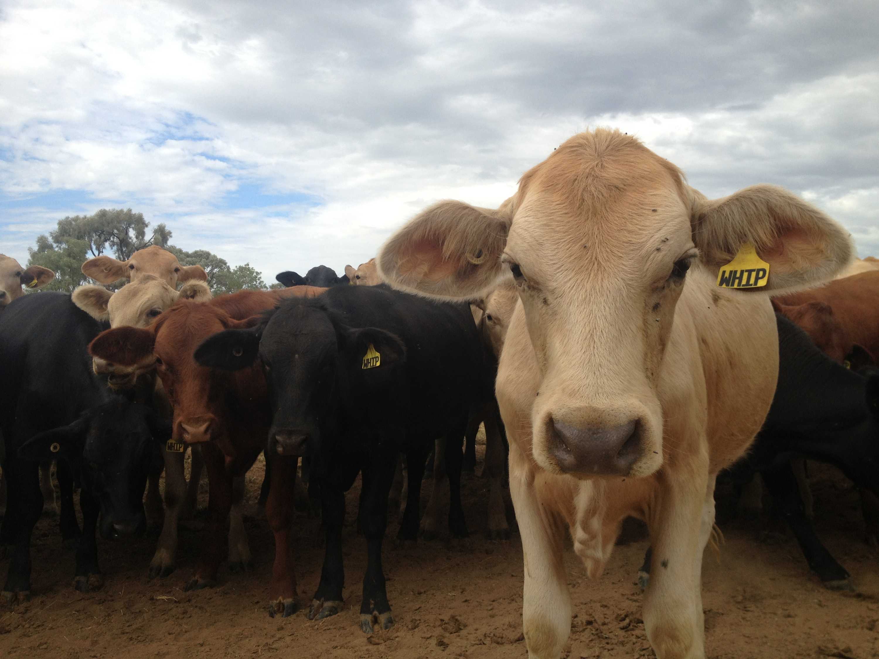 Western Queensland grazier says producers have to change the way they ...