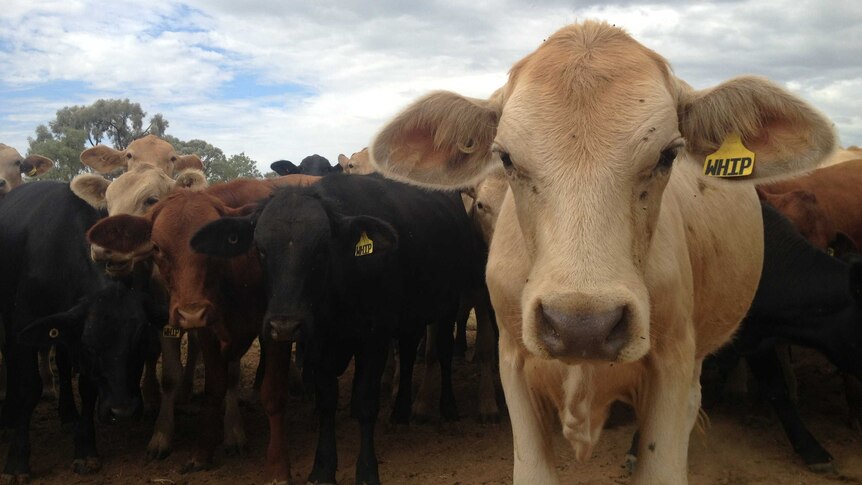 A young cow standing very close to the camera with a herd of other cattle behind.