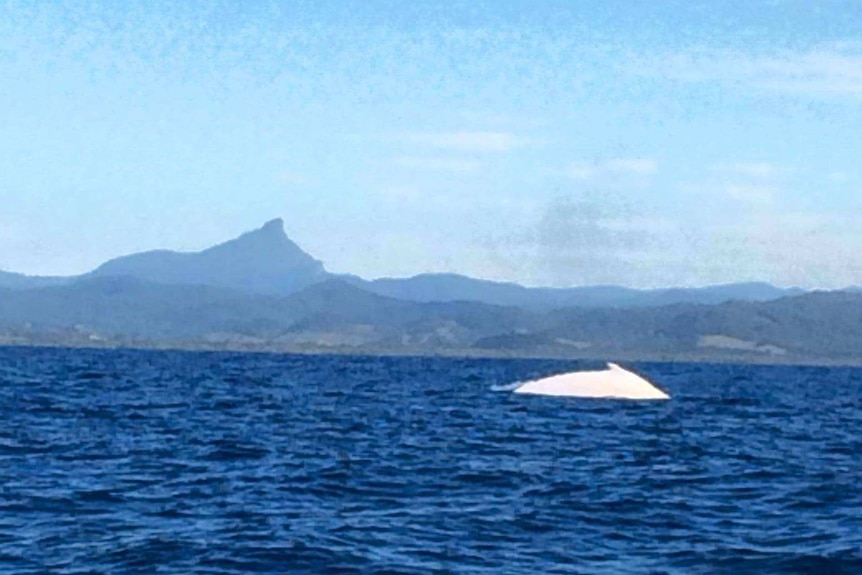 White back of whale on top of water, Mt Warning in distance