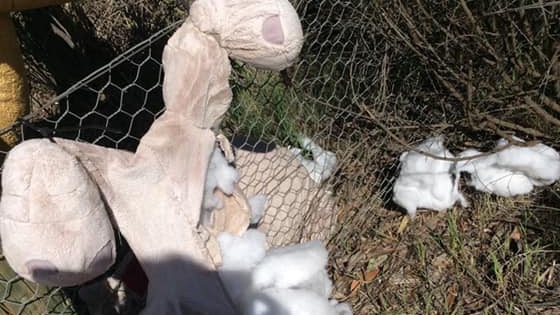 A vandalised teddy bear with its stuffing coming out.