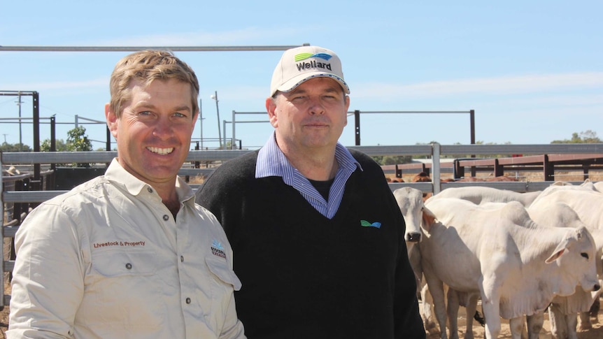 Two men standing in front of a pen of white cattle.