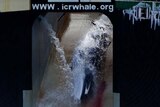 The Nisshin Maru loads a harpooned Minke whale