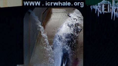 Whaling program dialled down before program relaunch