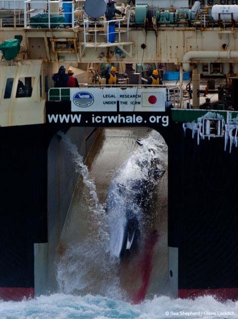 Whaling program dialled down before program relaunch