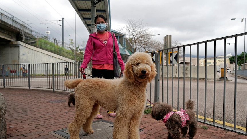 Tow dogs standing with a woman wearing a protective face mask.