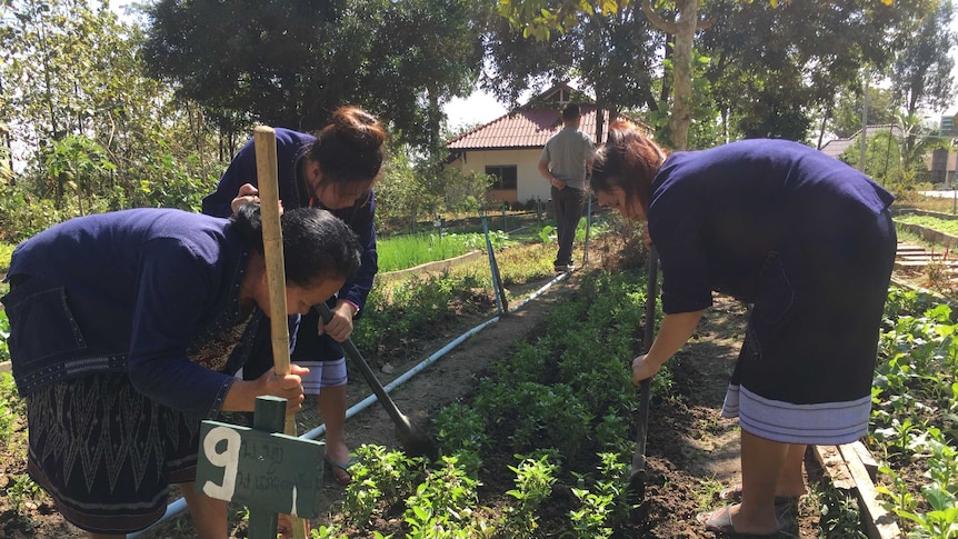 Women work in market garden in Laos