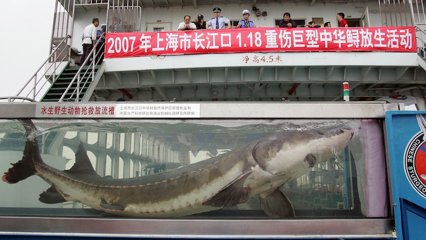 A Yangtze sturgeon waits in a tank to be released back into the river.