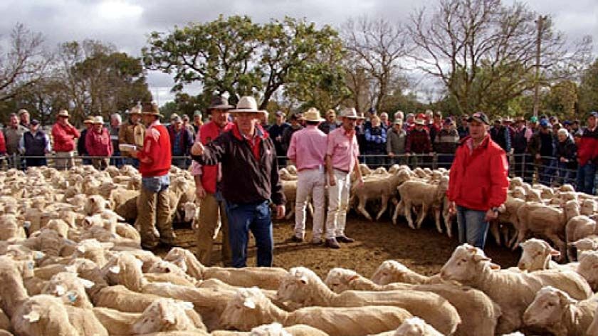 Sheep sale in the Vic town Wycheproof
