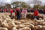 Men selling sheep in dusty yards