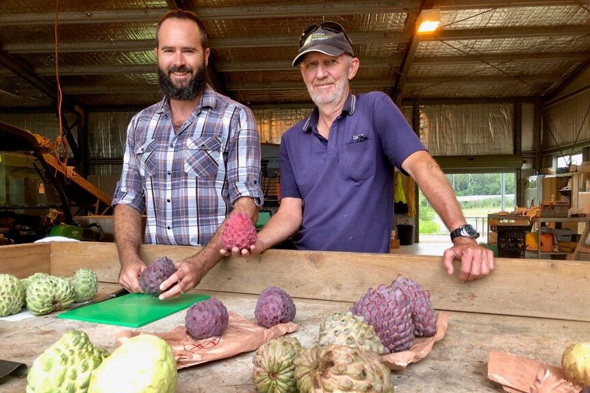 Grant Bignell and Dave Bruun smile at the camera, stand at a table full of different coloured and sized custard apples.