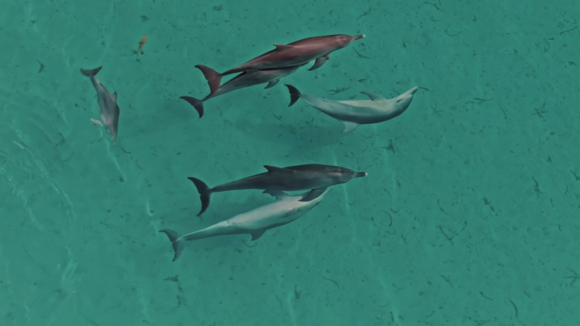 A playground for sea life: Navigating Shark Bay's ultimate balancing act