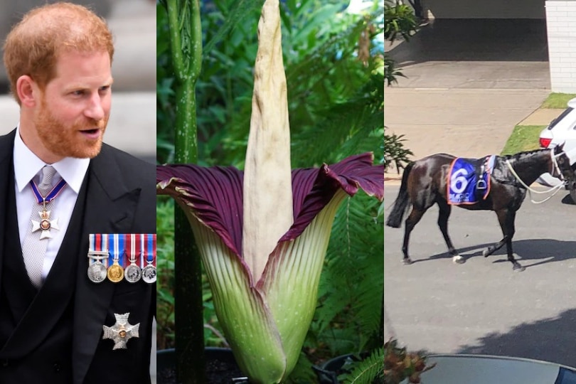 A composite of three images: Prince Harry in a suit, a so-called 'corpse flower', and a race horse on a suburban street