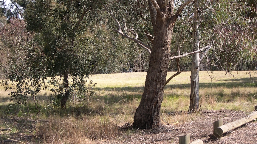 Stirling Park on Lake Burley Griffin's southern foreshore is home to many endangered plants.